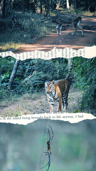 Photo of A trip to Tadoba Nat