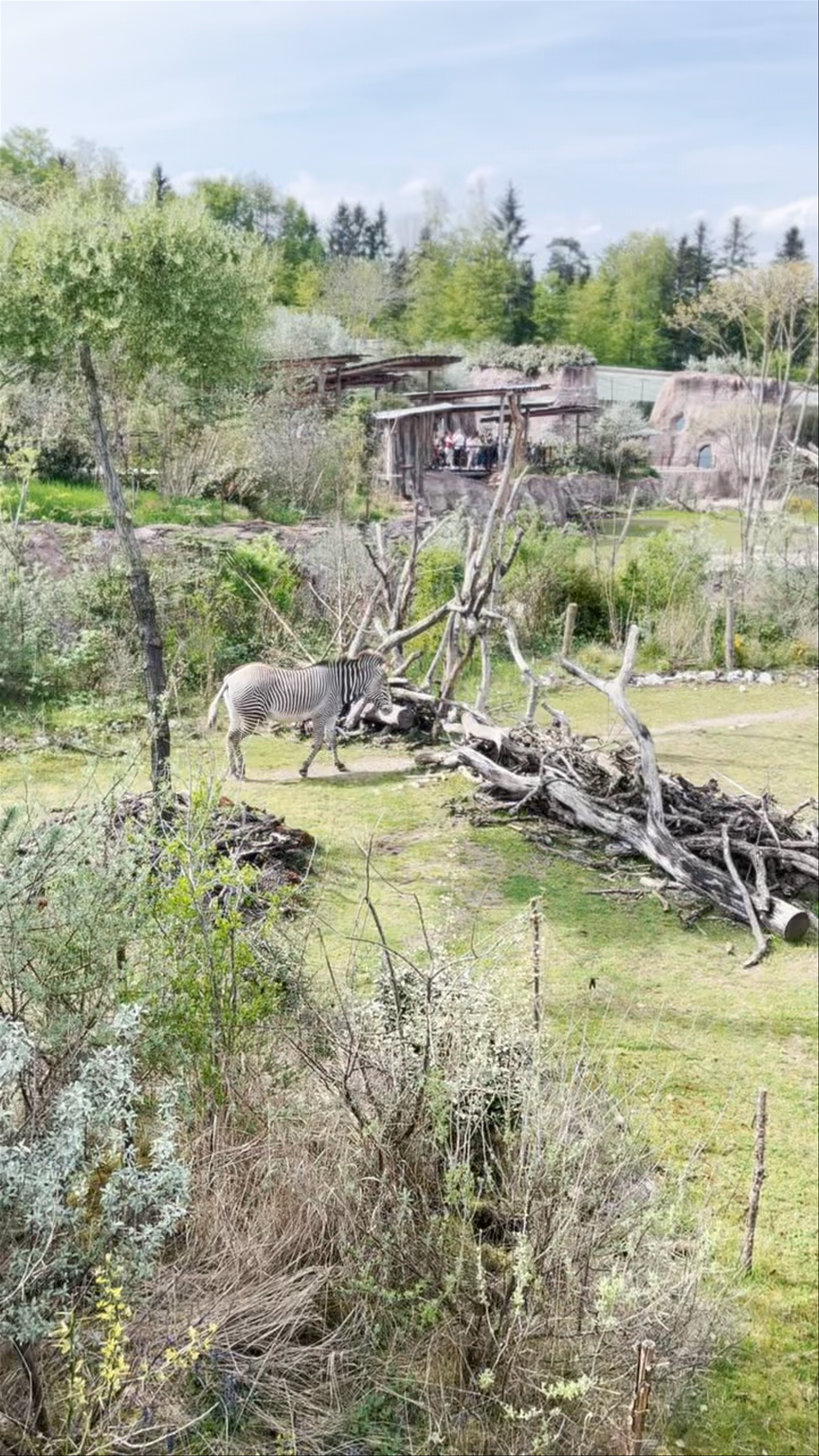 Safari Adventure at Zoo Zürich: Giraffes, Zebras and Rhinos in Natural Habitats