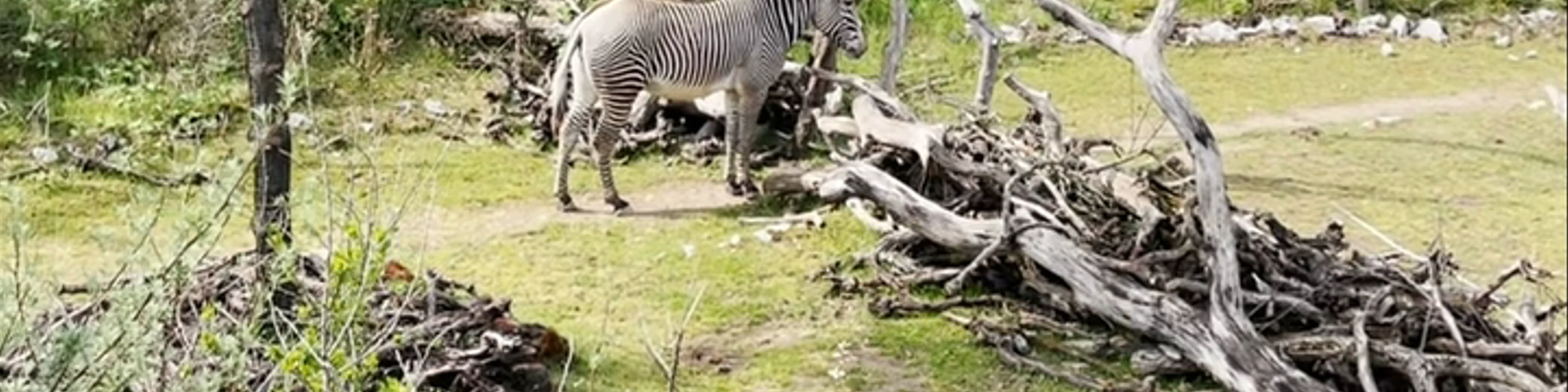 Zoo Zürich