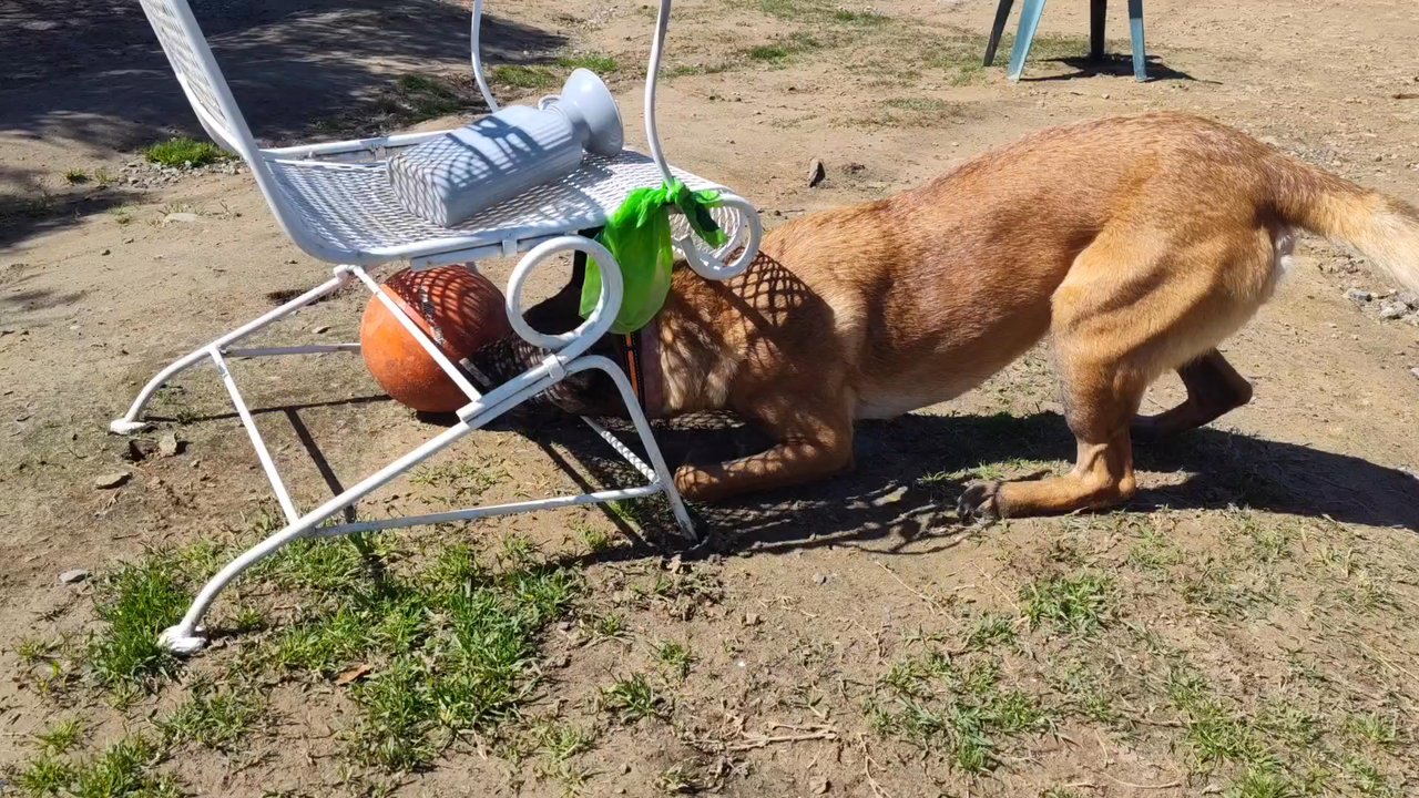 Power Lines Dog Park - Crazy Daisy - Pets Near Me