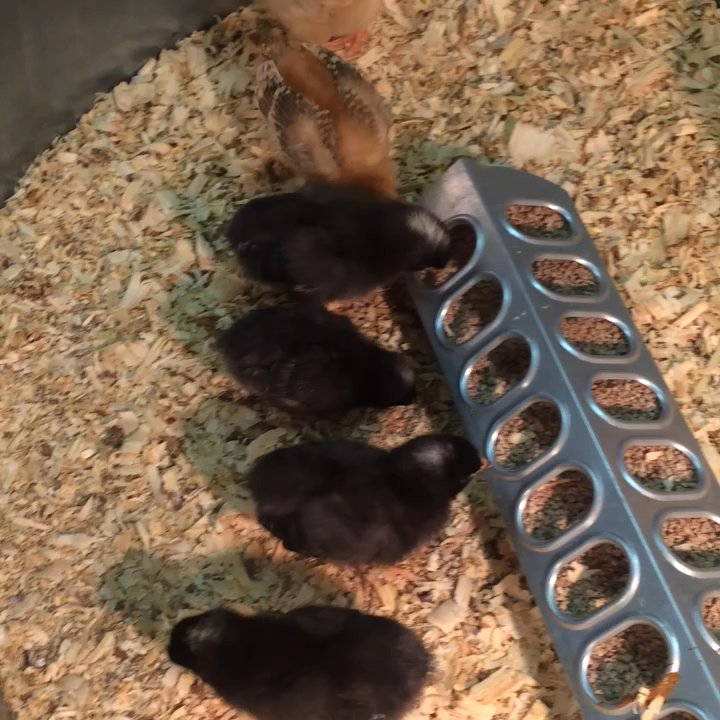 Roach Feed & Seed - Adding more chicks to the flock! - Pet Stores Near Me - Garland, Texas