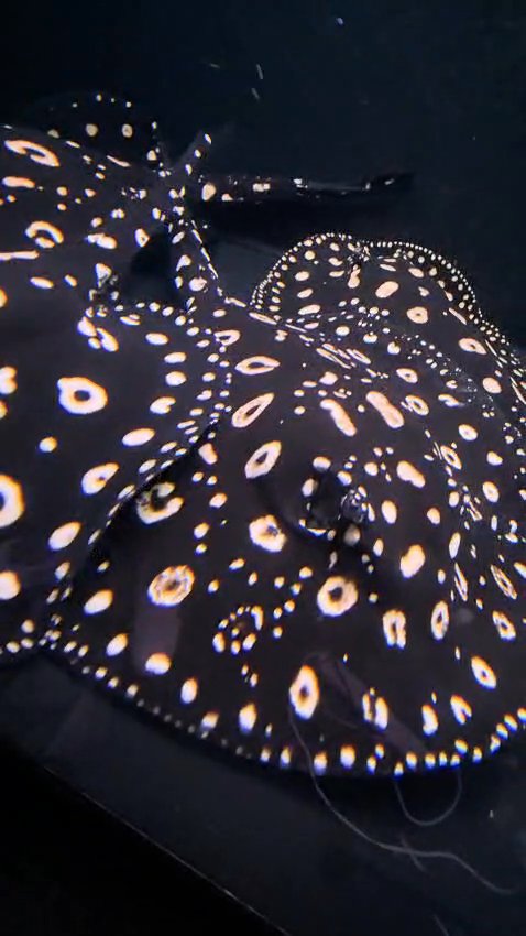 Female ray