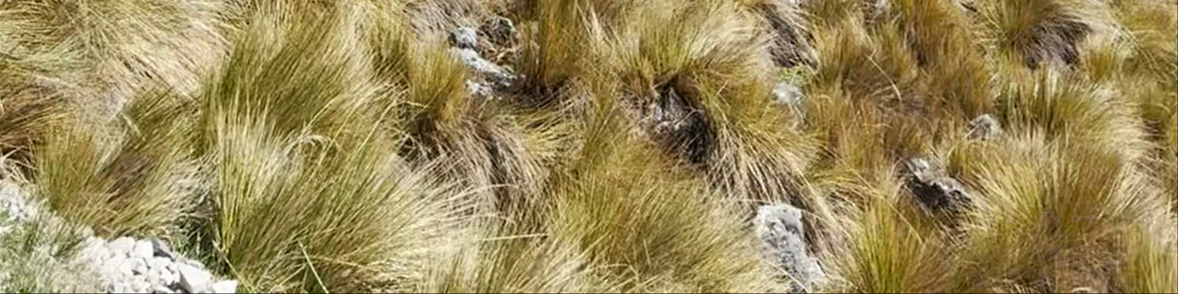 Salkantay Trek