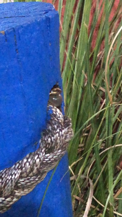 Inlet Adventures Golf - Making friends at Inlet Adventures! - Amusement Parks Near Me - Murrells Inlet, South Carolina