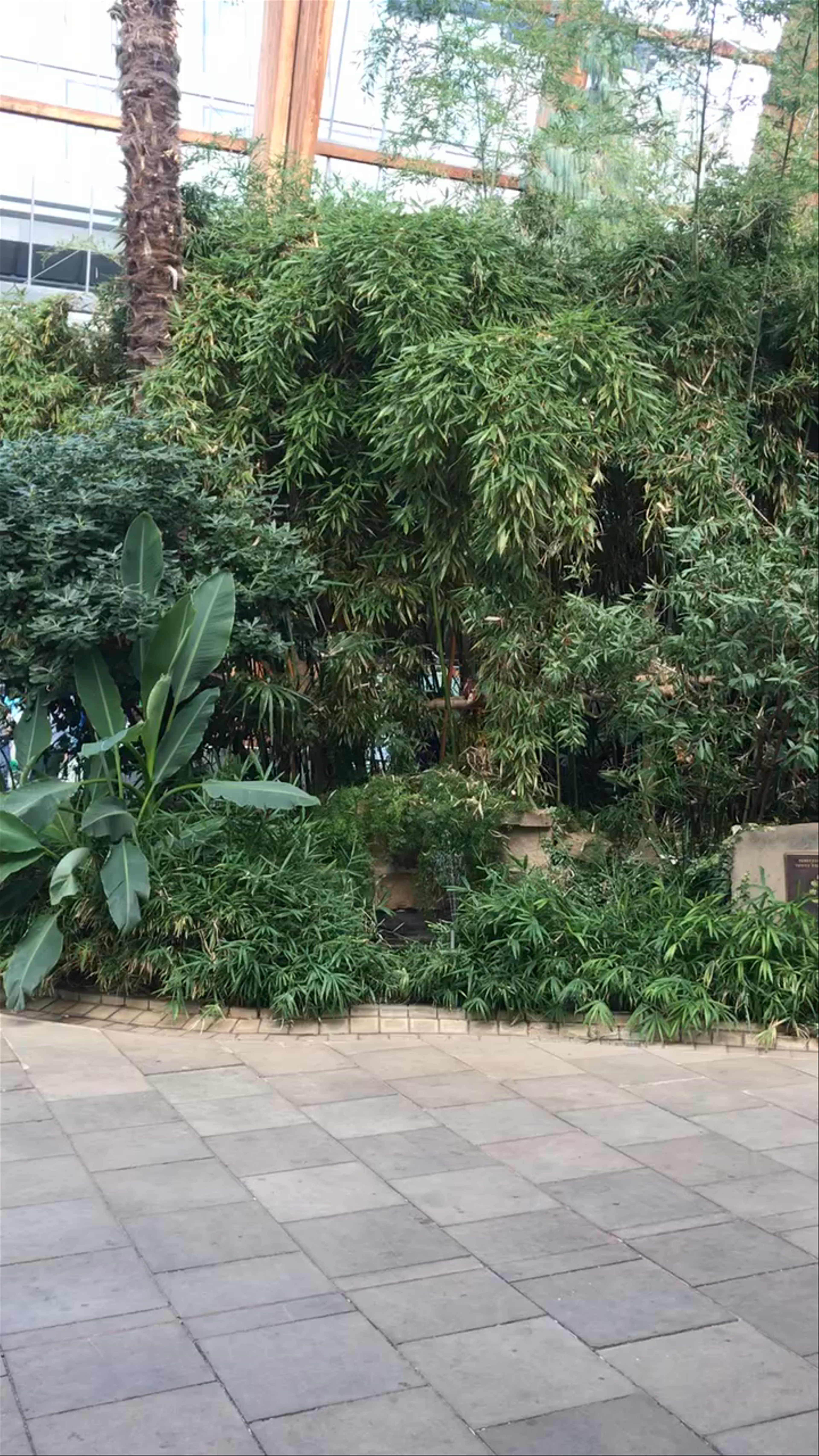 Winter Garden Sheffield: A Hidden Botanical Oasis in the Heart of the City
