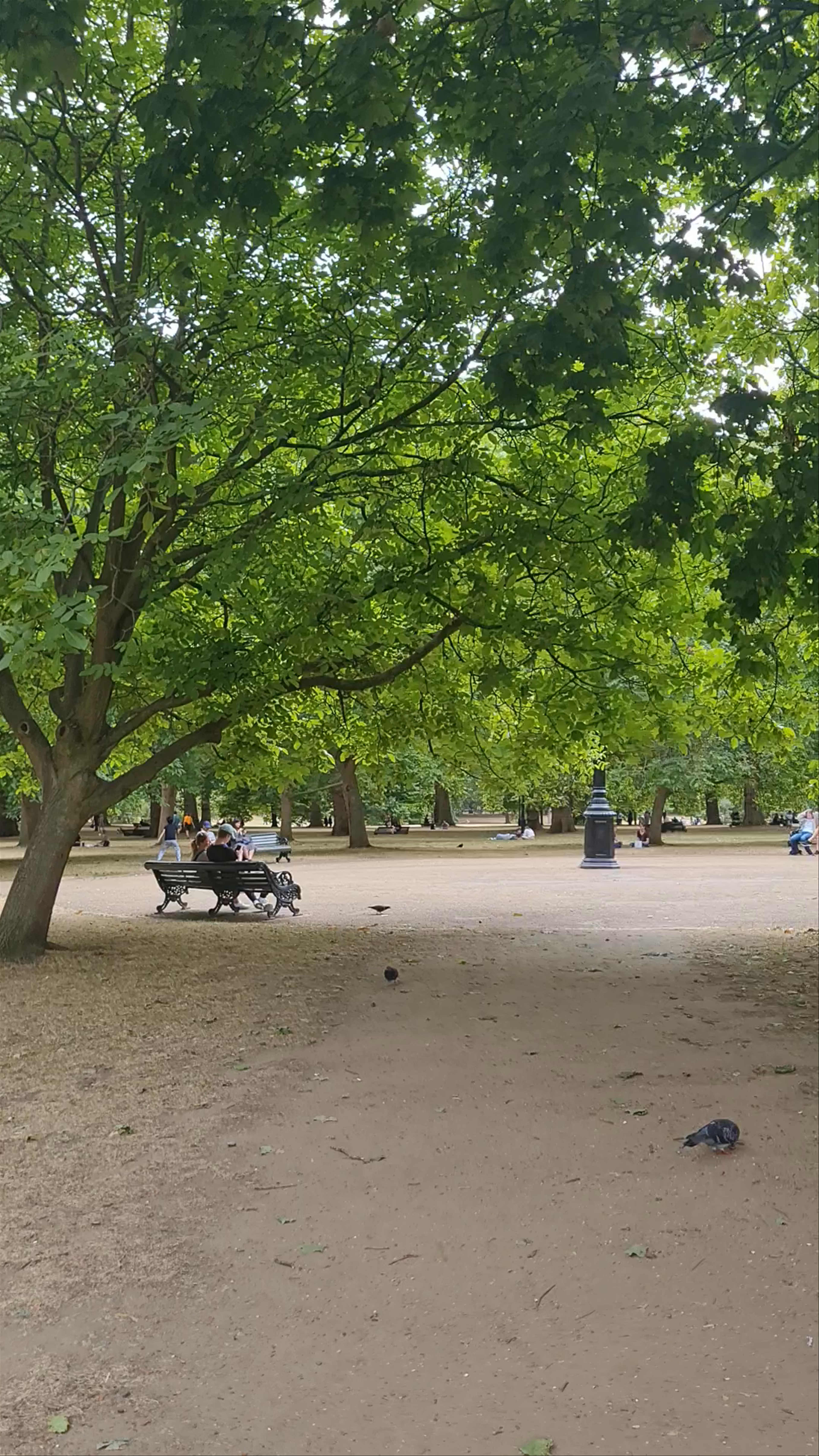 Green Park Tranquility: A Serene Urban Oasis in London