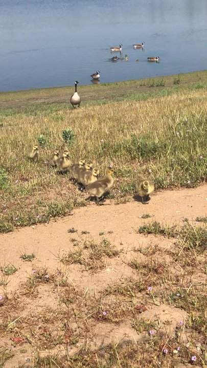 Letterman Park - Spending time with the Goslings - Parks Near Me - Clovis, California