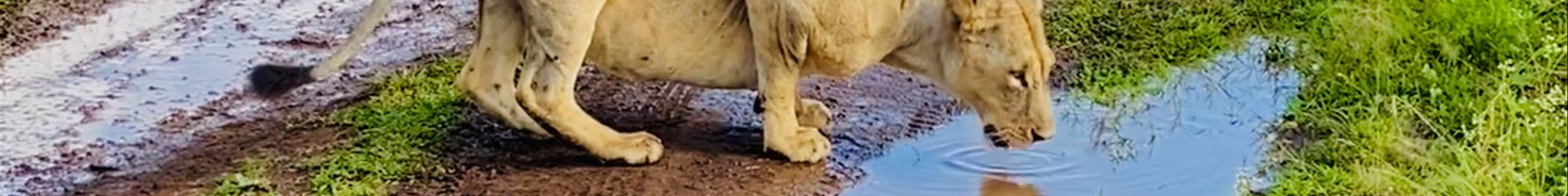 Tours & experiences in Kenya
