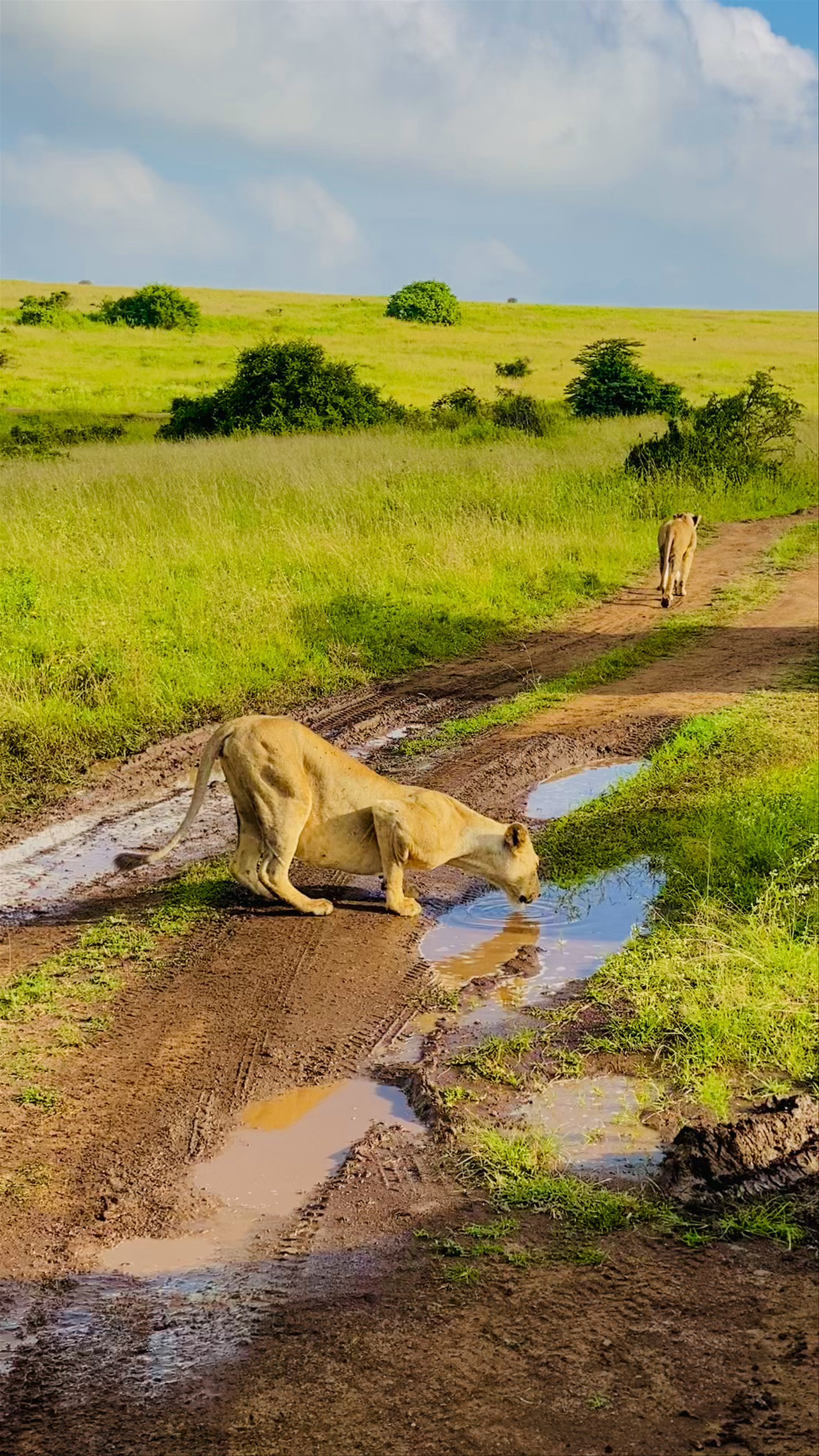 Nairobi National Park