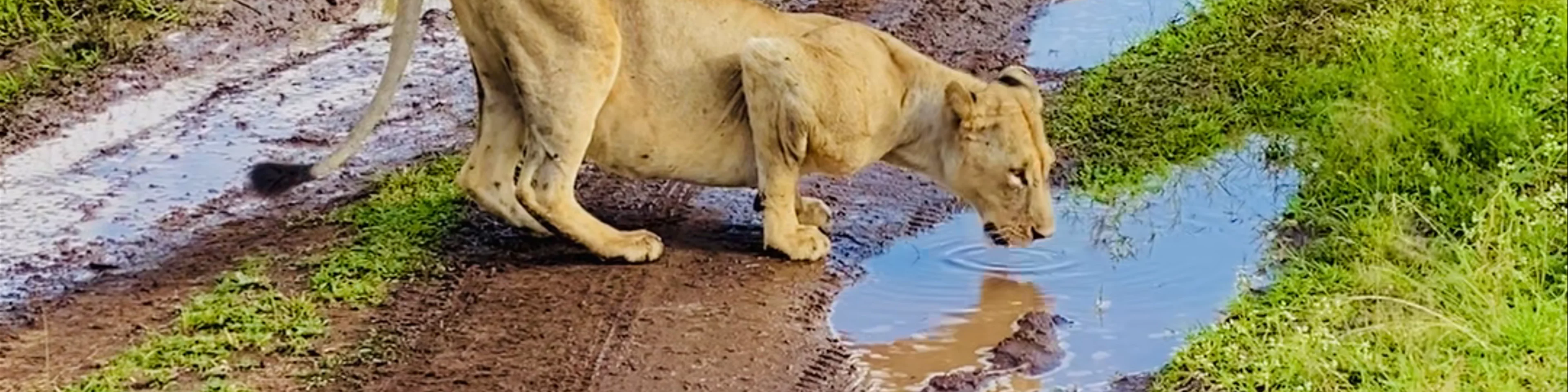 Nairobi National Park