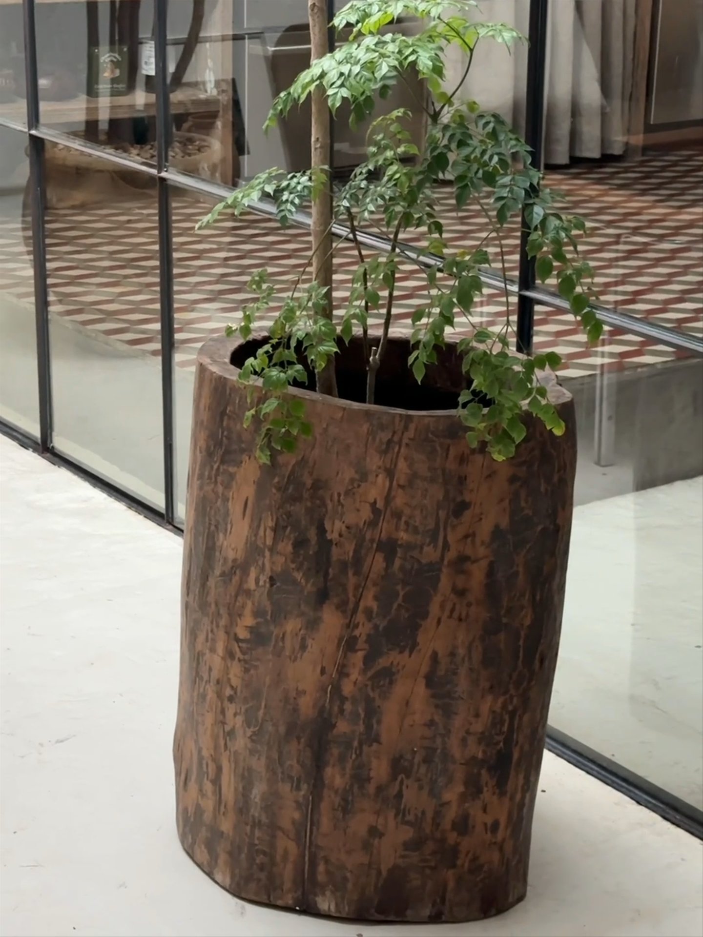 Naga Planter - 3
