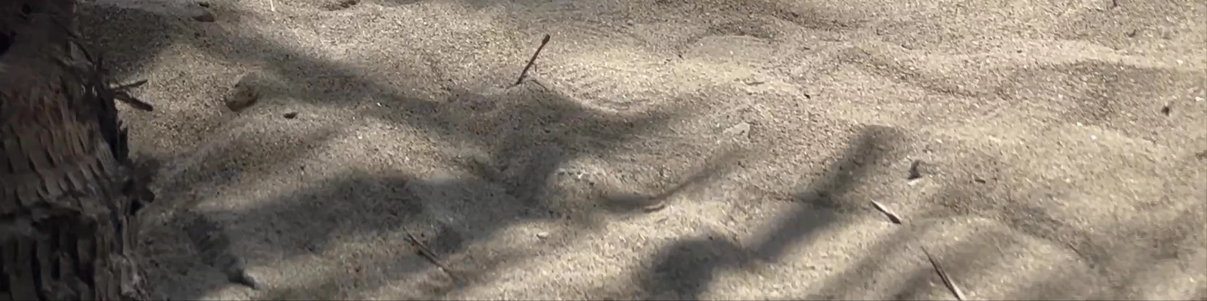 Consorcia's Sand and Sea Resort