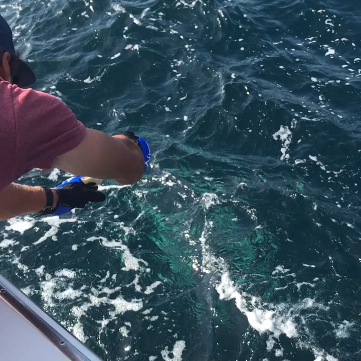 First Light Charter Boat - Fishing Near Me - Destin, Florida