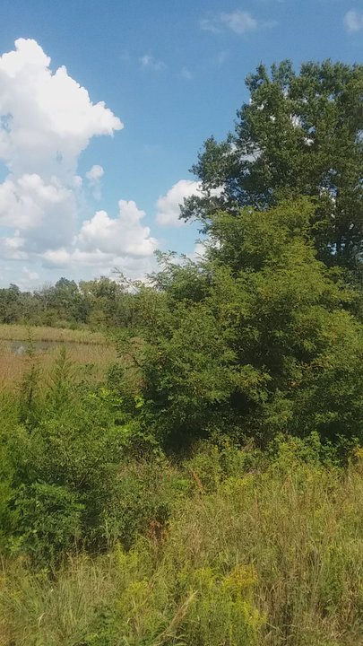Leopold's Preserve - At the overlook - Hiking Near Me - Broad Run, Virginia