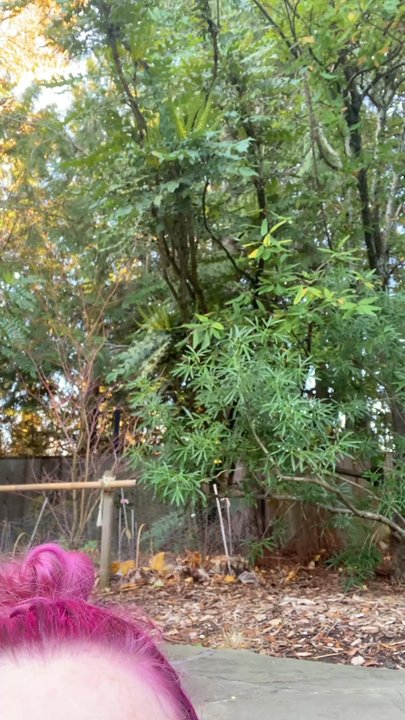 Ruby's Spa - There's an Anna's hummingbird above my head at the top of the frame! - Day Spas Near Me - Troutdale, Oregon