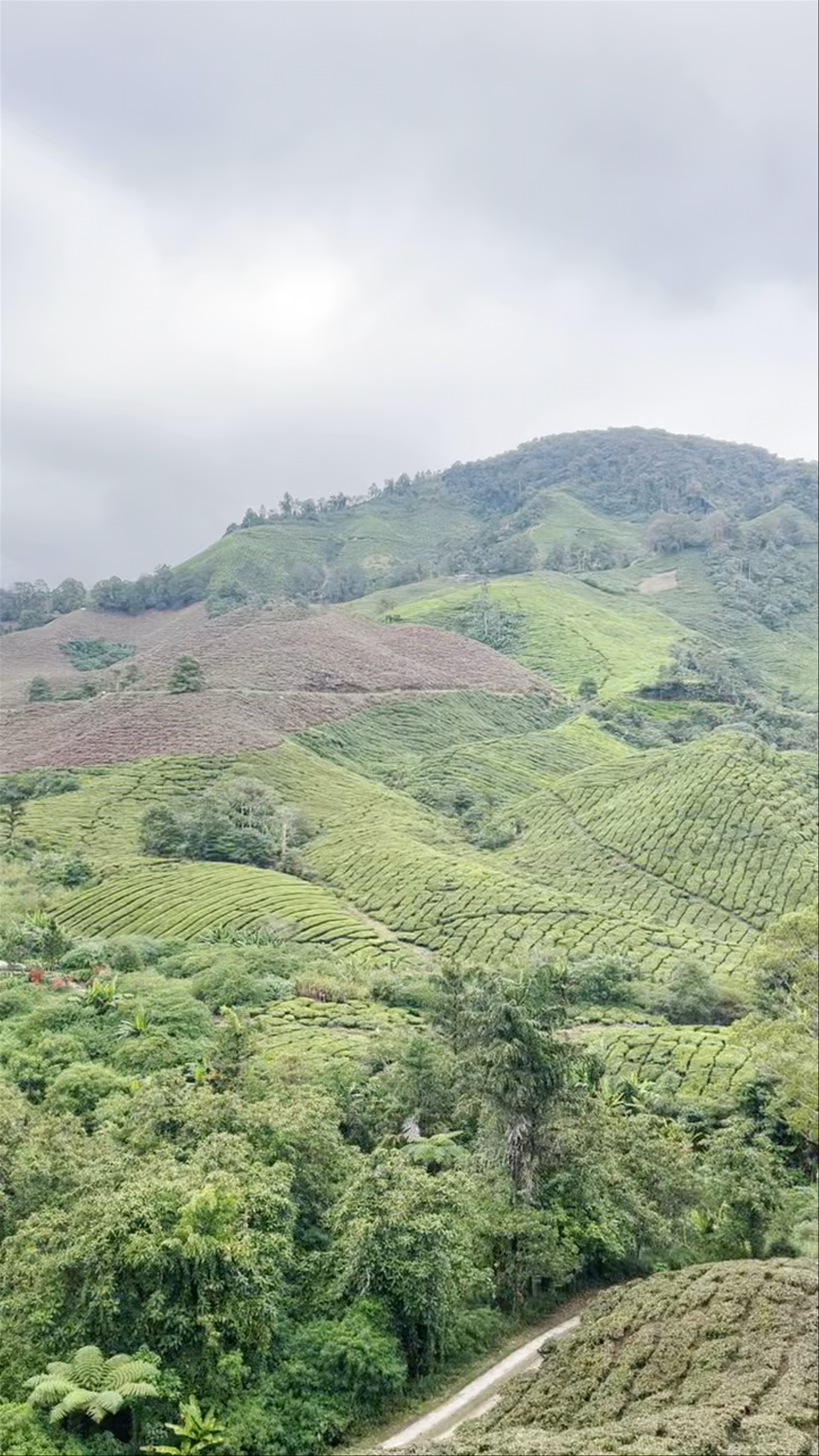 BOH Tea Centre (Sungei Palas Garden)