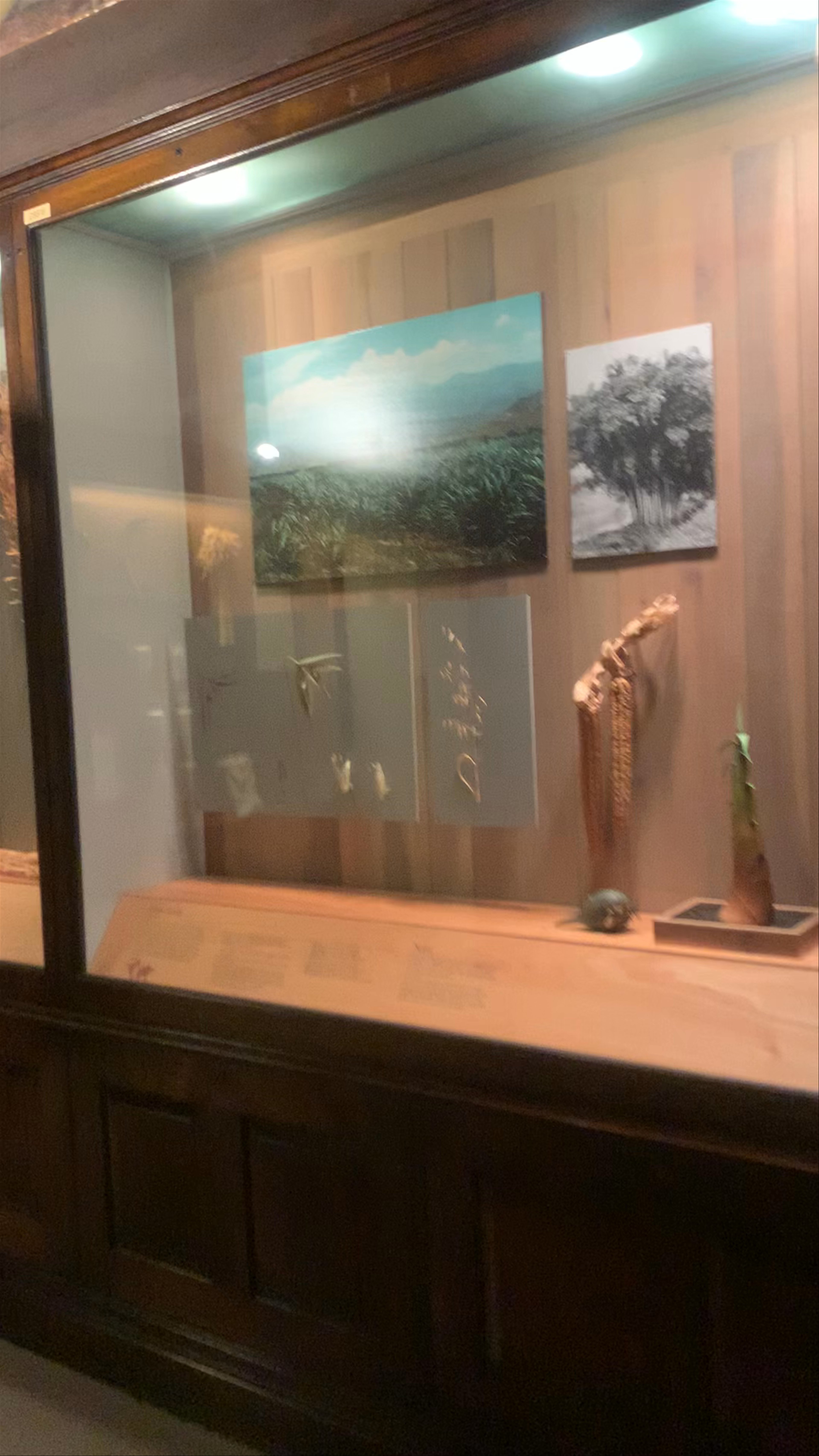 Inside the Field Museum: A Journey Through Natural History Exhibits in Chicago