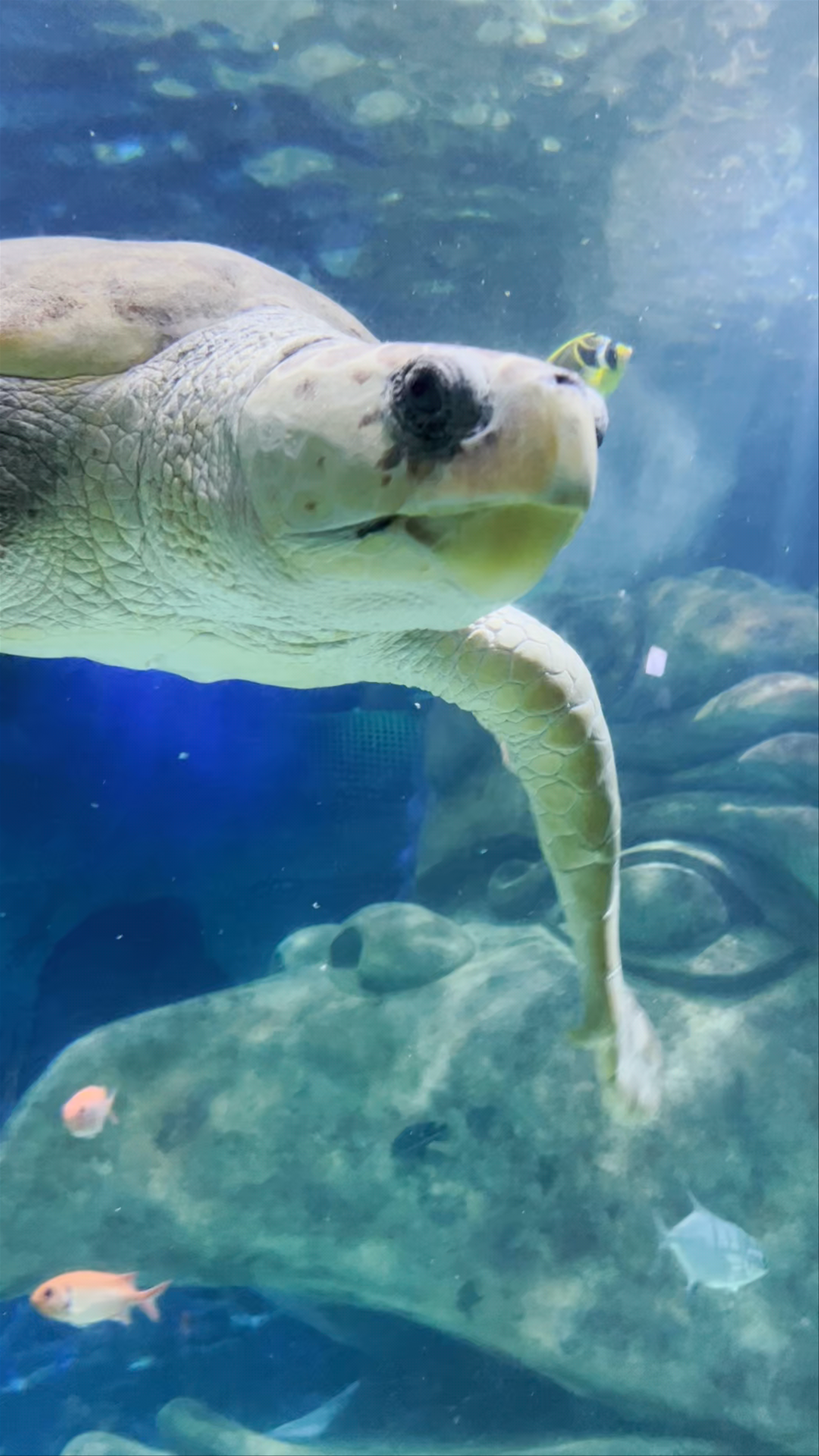 SEA LIFE Orlando Aquarium: Majestic Sea Turtles Up Close