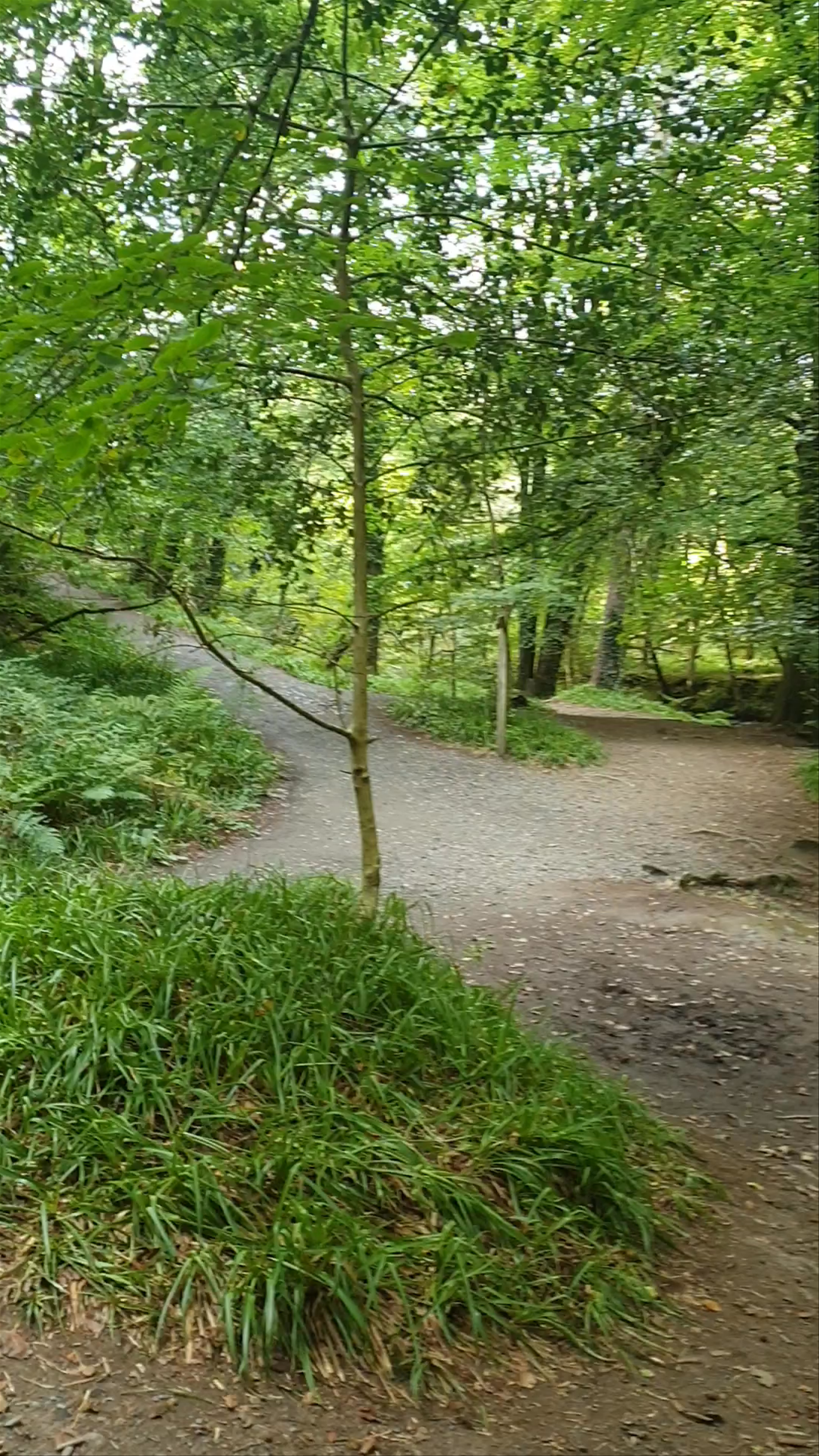 Lydford Gorge
