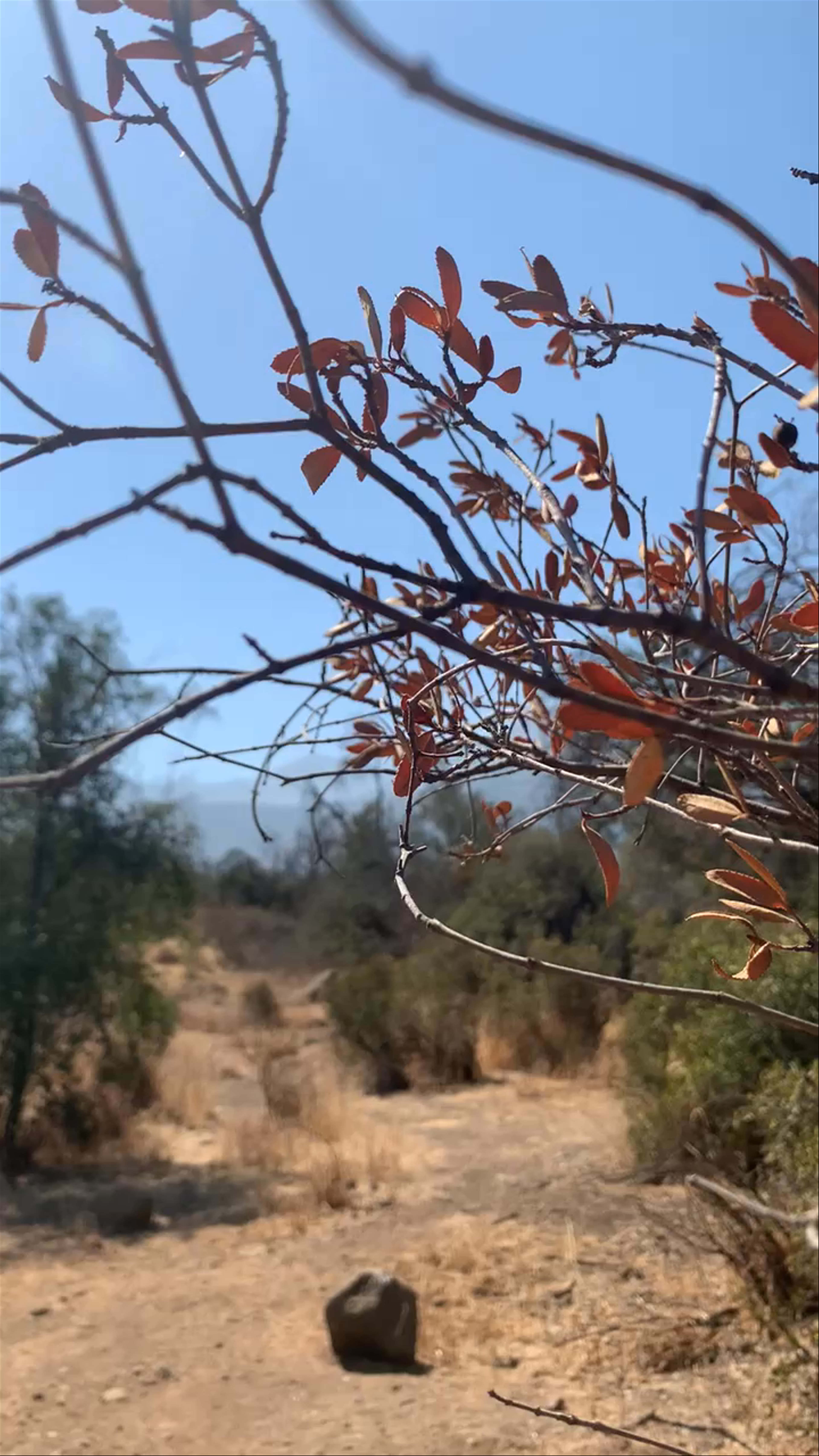 Bosque Panul: Serene Nature Escape in La Florida, Chile
