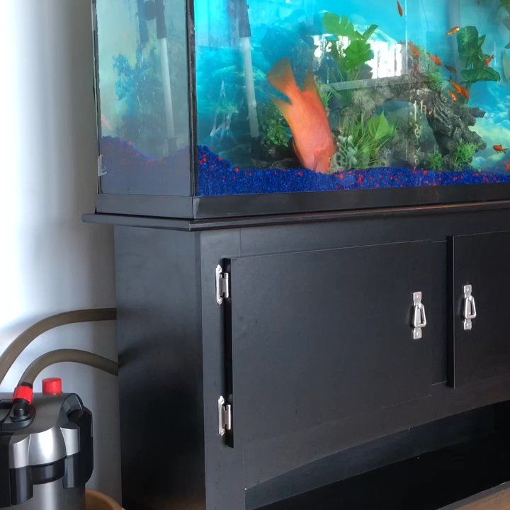Yang's Foot Spa - Fish that can move - Massage Near Me - Indianapolis, Indiana