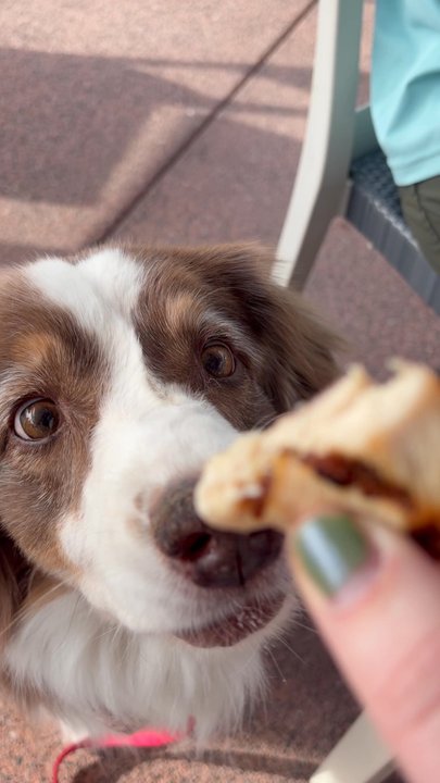 Brix - Missy chowing down on her chicken for lunch - New American Near Me - Napa, California