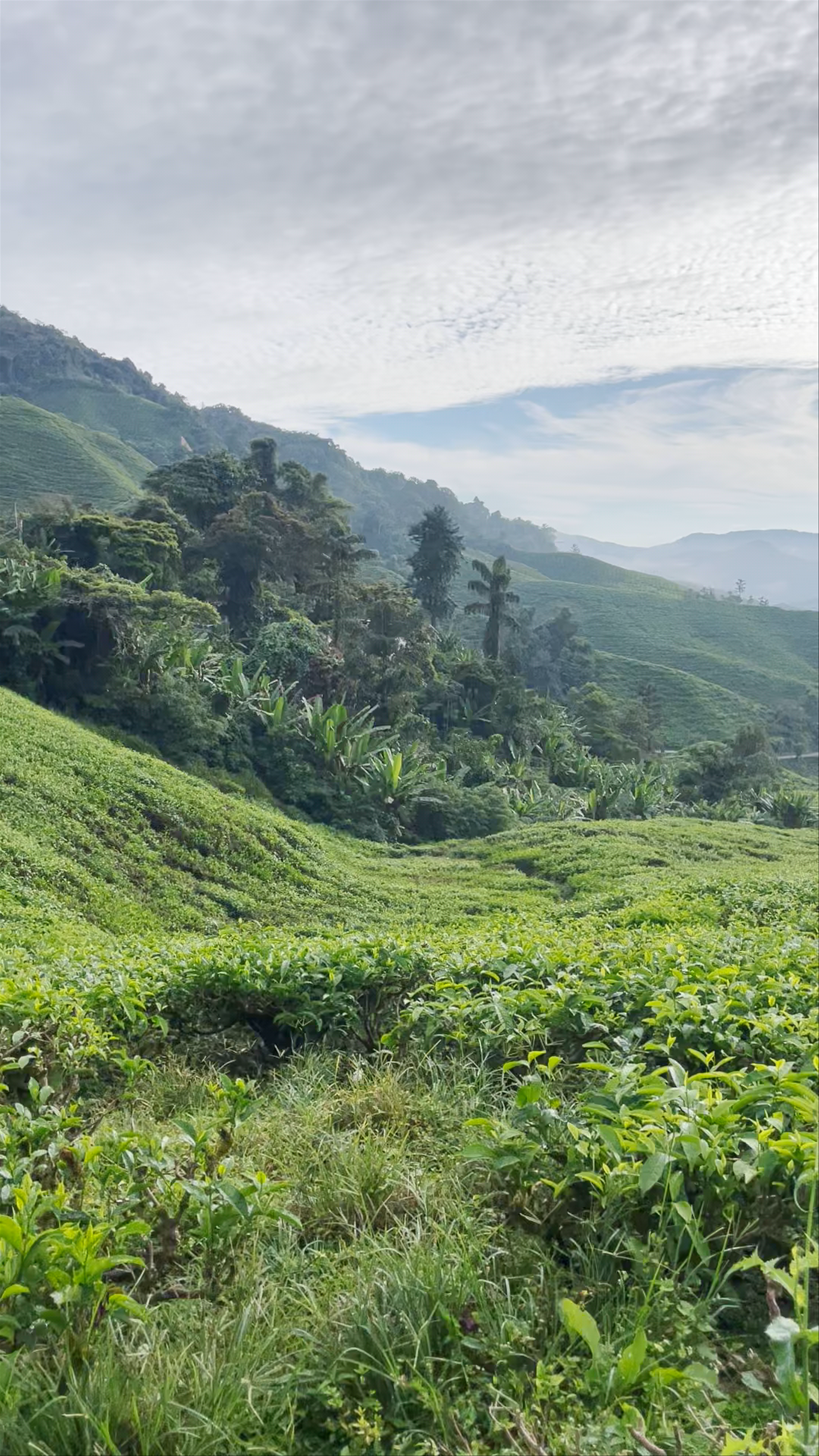 Boh Tea Plantation