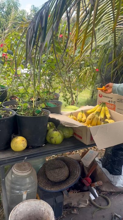 Ascension Bar - Attraction Farms Near Me - Waipahu, Hawaii