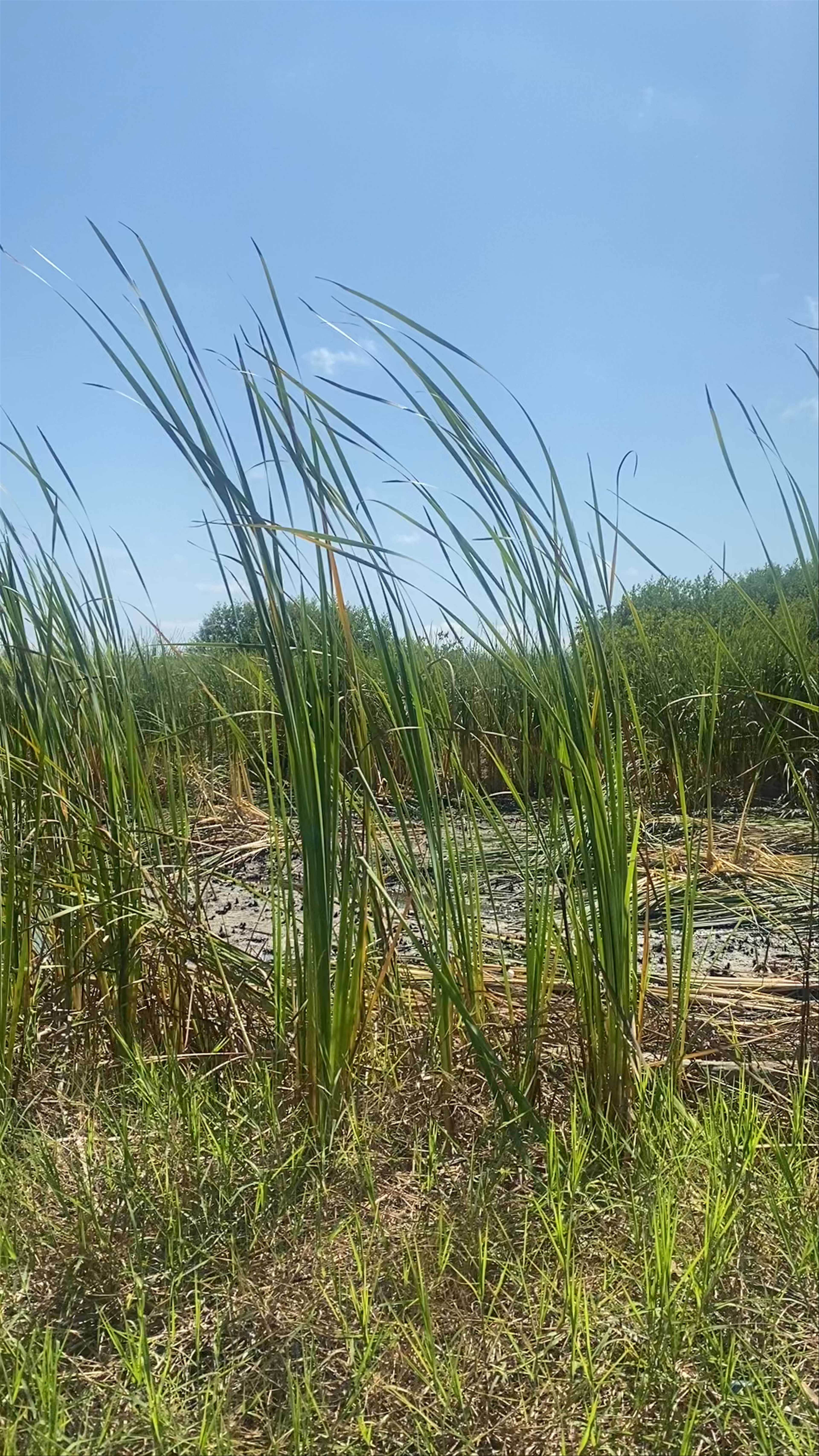 Wilderness Walk in Barra de Navidad's Vibrant Wetlands