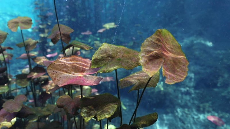 Underwater Bubbles in Yucatan, Mexico poster