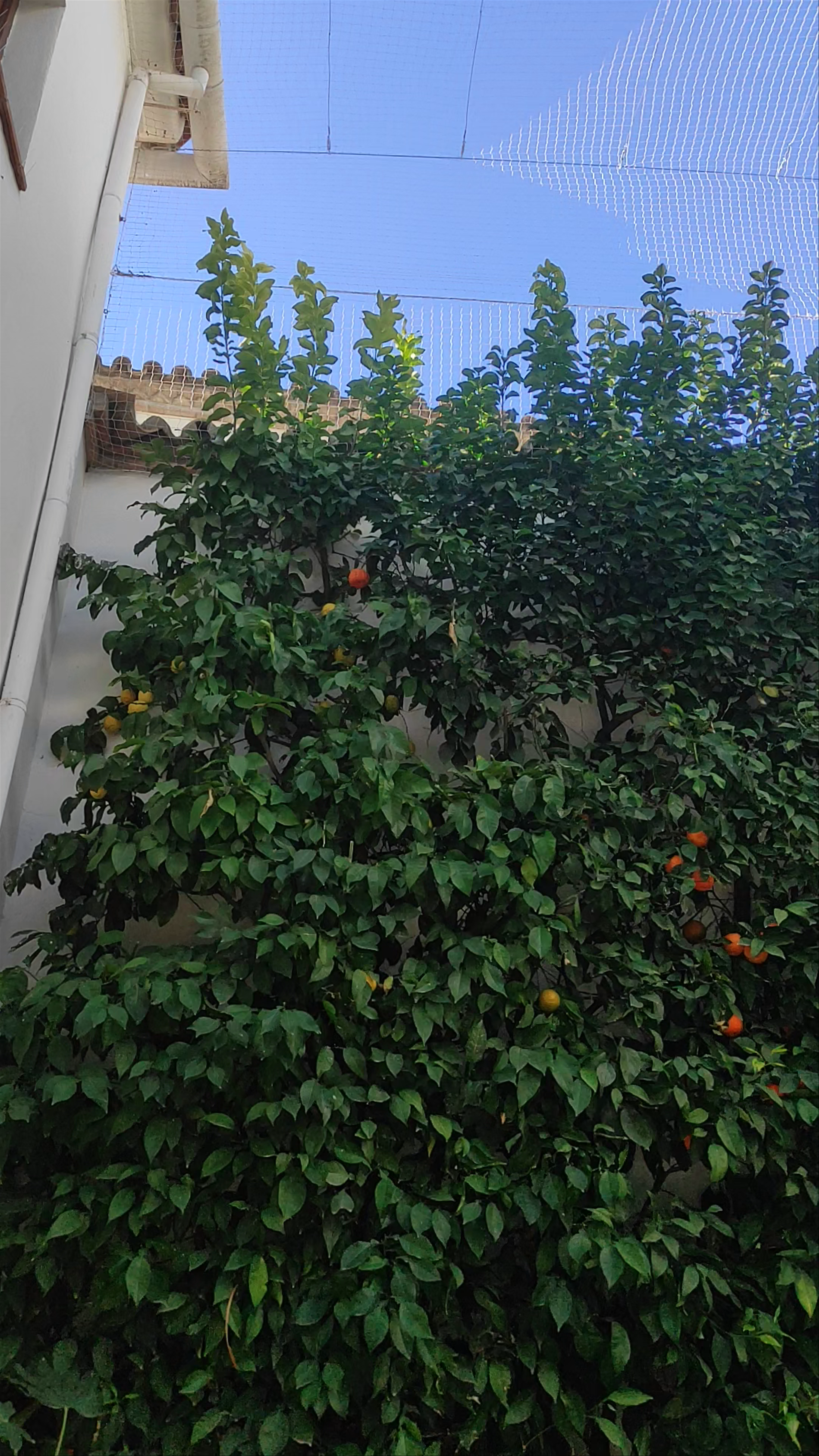 Museo Taurino de Córdoba