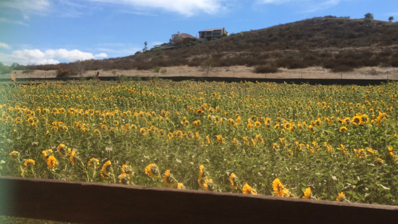 Pumpkin Station - Hayride! - Farms Near Me - Escondido, California