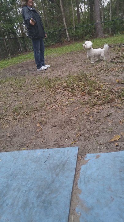 AAA Cuddle Pups - Playing with biscuit - Pet Groomers Near Me - Jacksonville, Florida