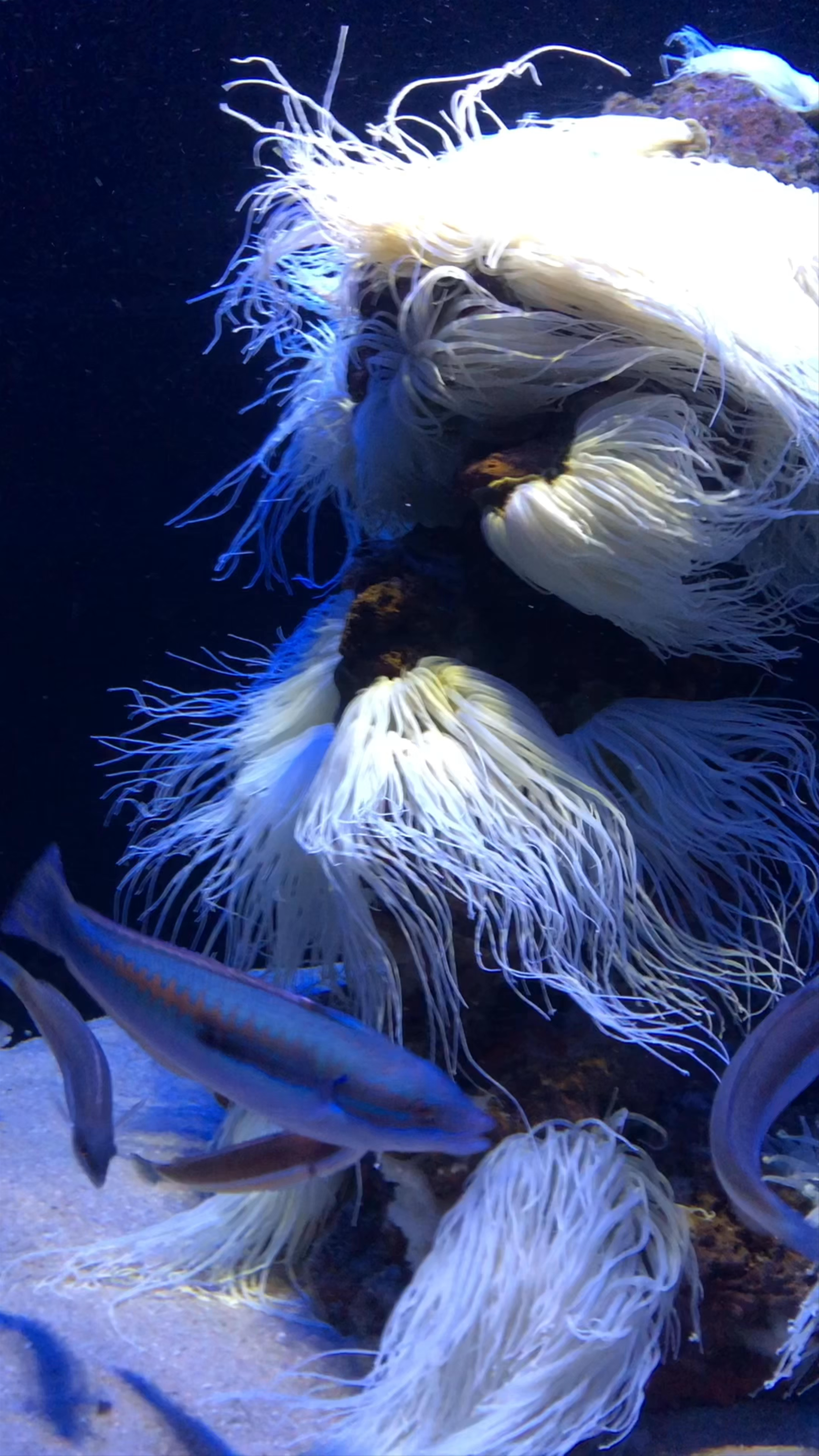 Mesmerizing Marine Life at Palma Akvarium