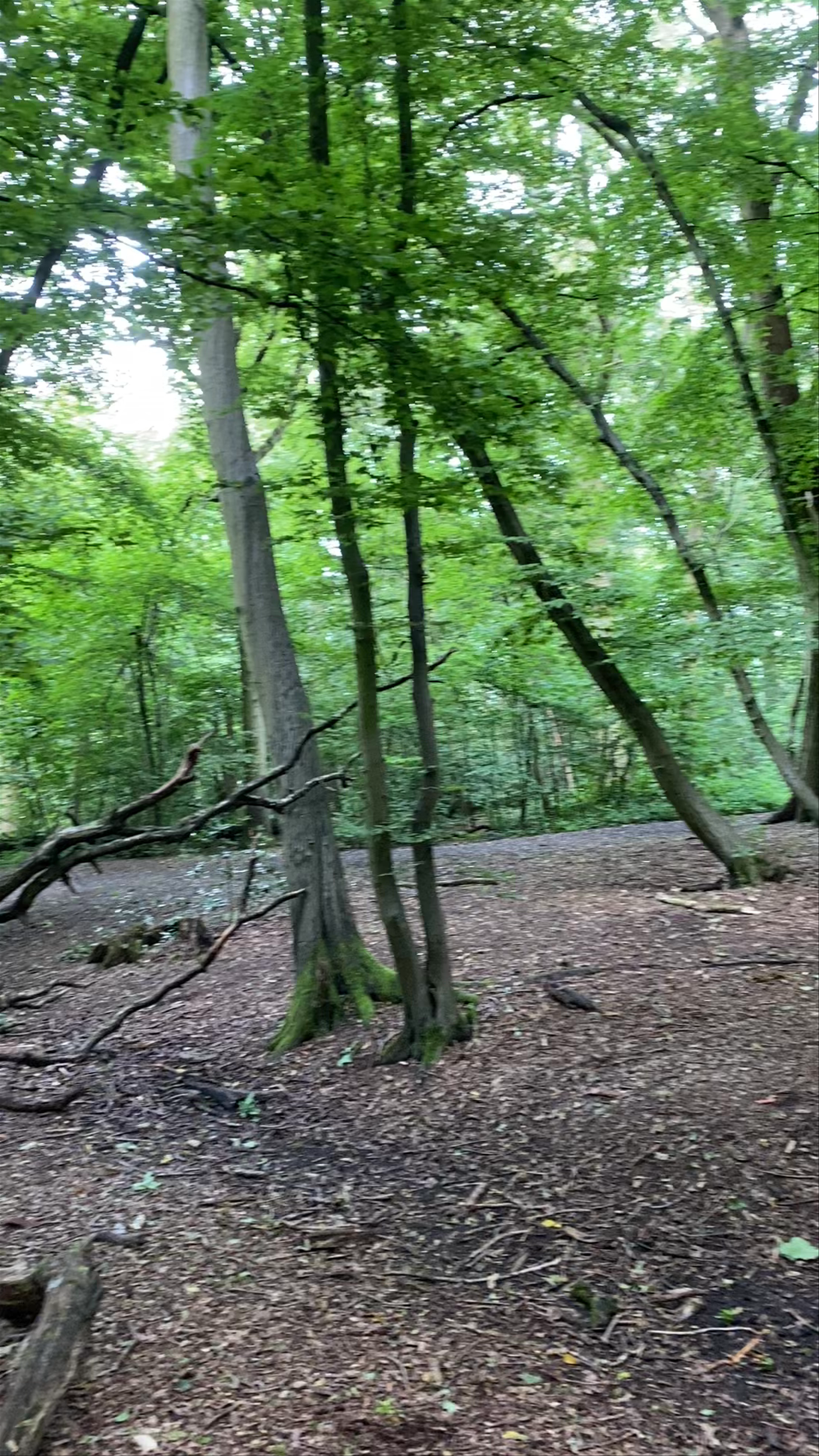 Church Langley Forest Walk