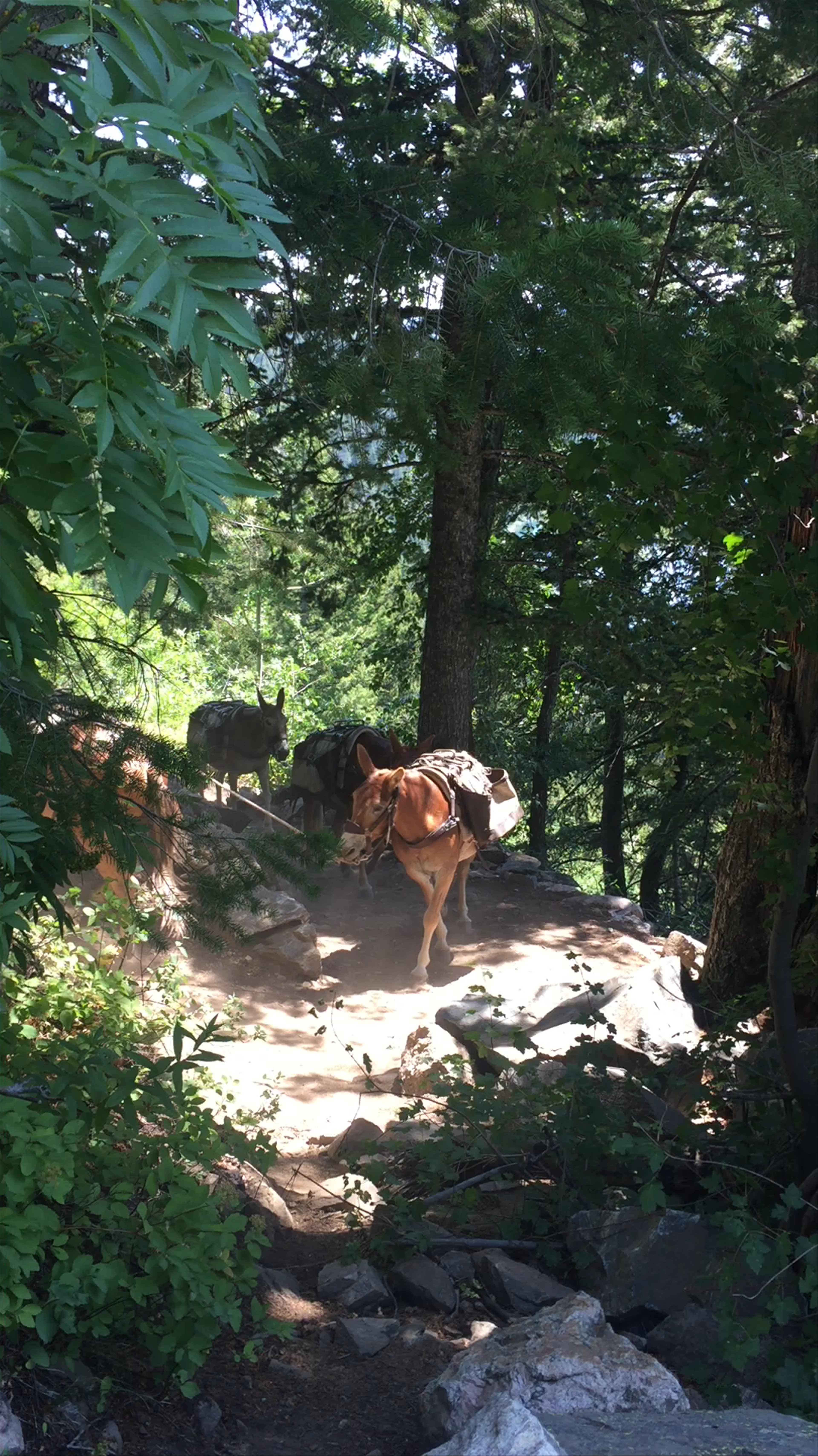 Phelps Lake, Wyoming