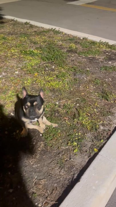 Dogi's Mobile Grooming - Completely lost use of his back legs. - Pet Groomers Near Me