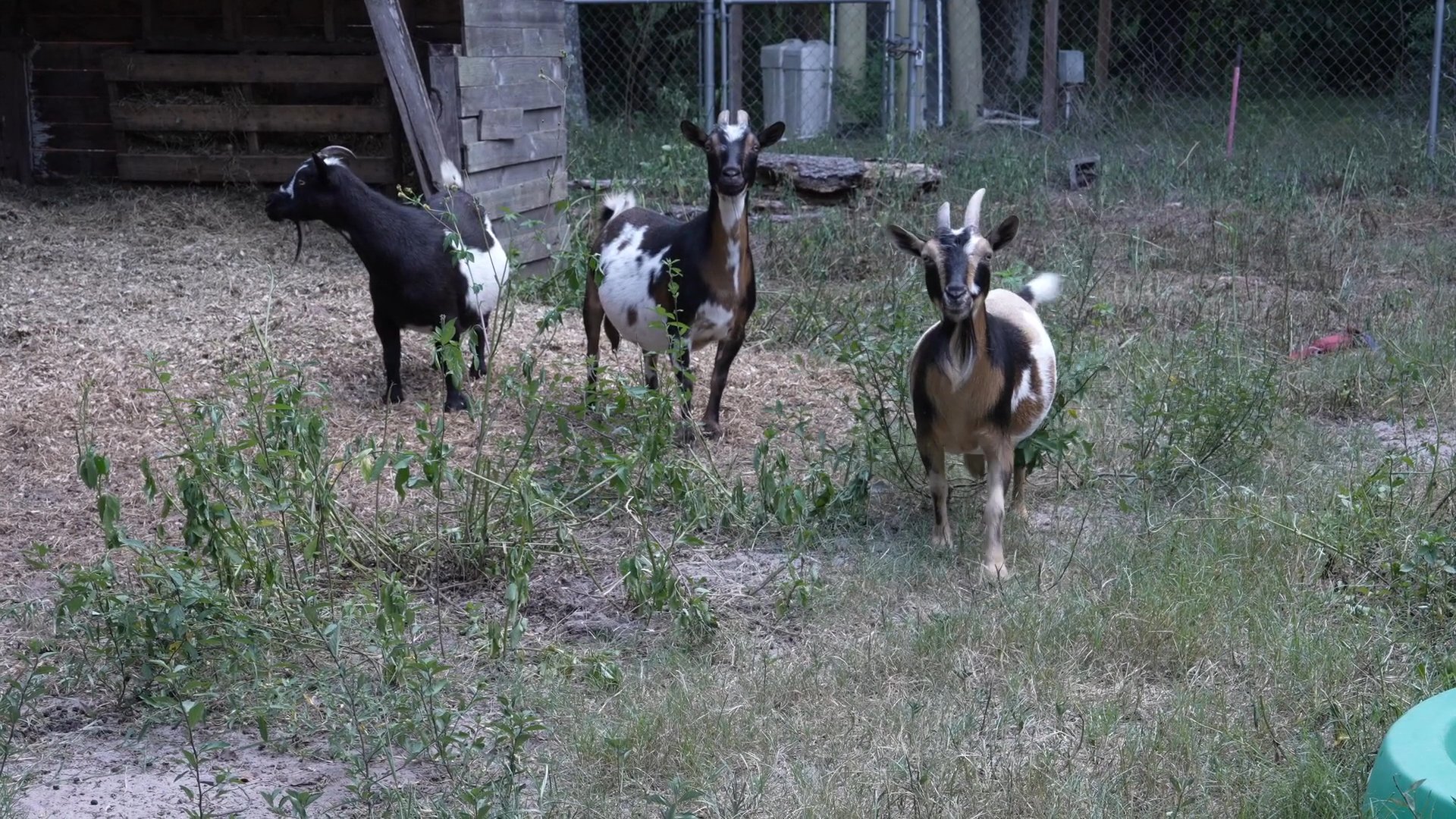 An aerial view of a residential home transitioning to a small group of goats grazing in the yard and concluding with family members interacting in a modern kitchen.