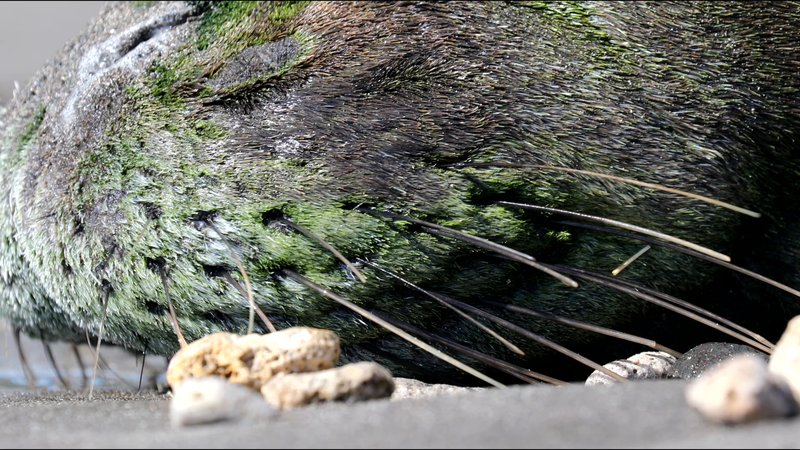 Hawaiian Monk Seal poster