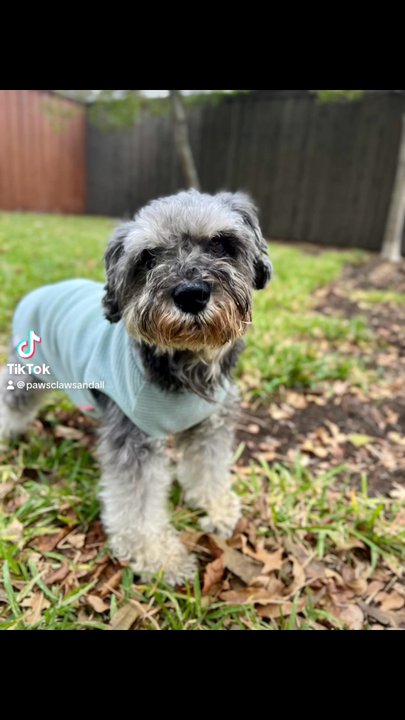 Claws Paws and All - Pet Sitting Near Me - Old East Dallas, Texas