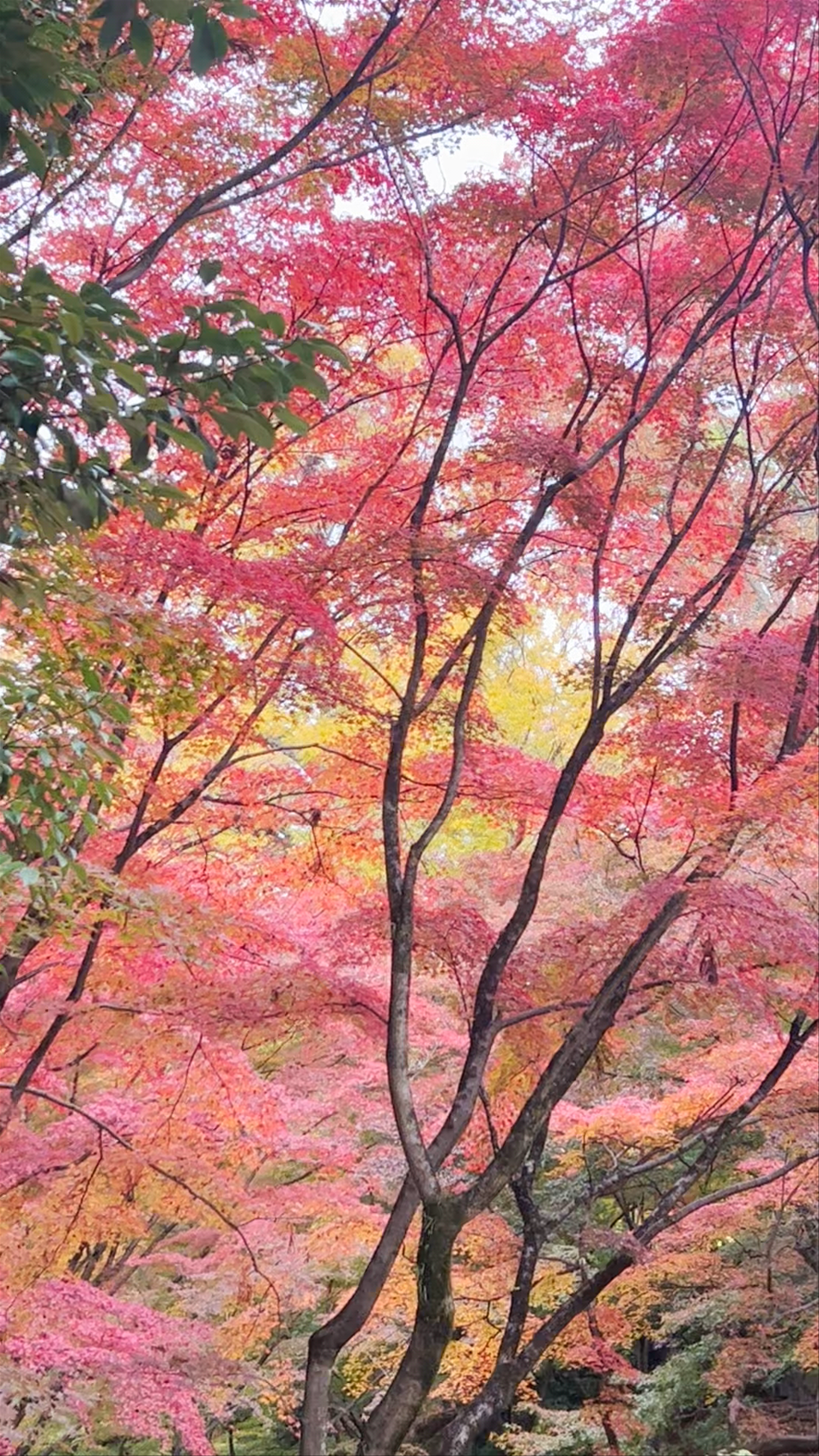 Autumn Splendor at Kitano Tenmangu Shrine, Kyoto