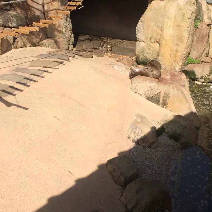 City Park - Monkey business. - Parks Near Me - Launceston, TAS