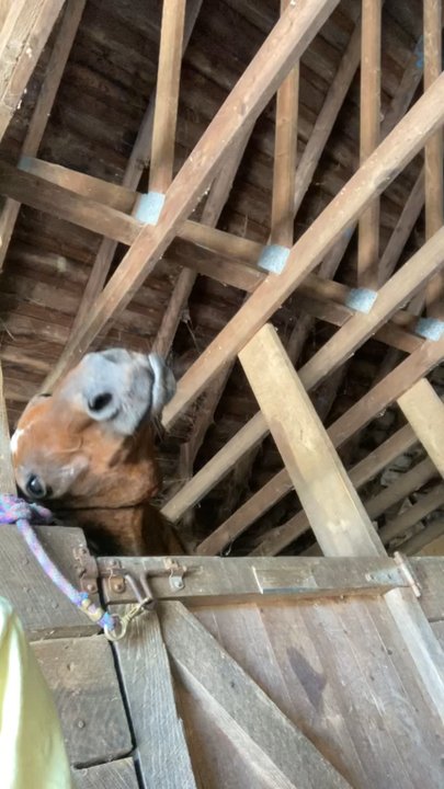 LEE’S RIDING STABLE - Updated July 2025 - 15 Photos & 20 Reviews - 57 E ...