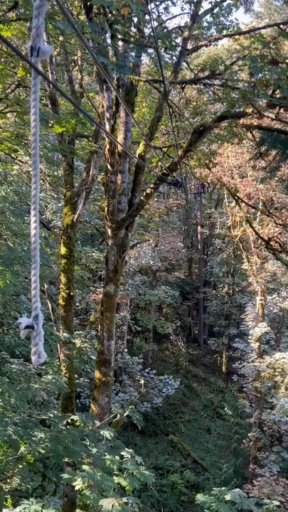 Bellevue Zip Tour - Ziplining Near Me - Bellevue, Washington