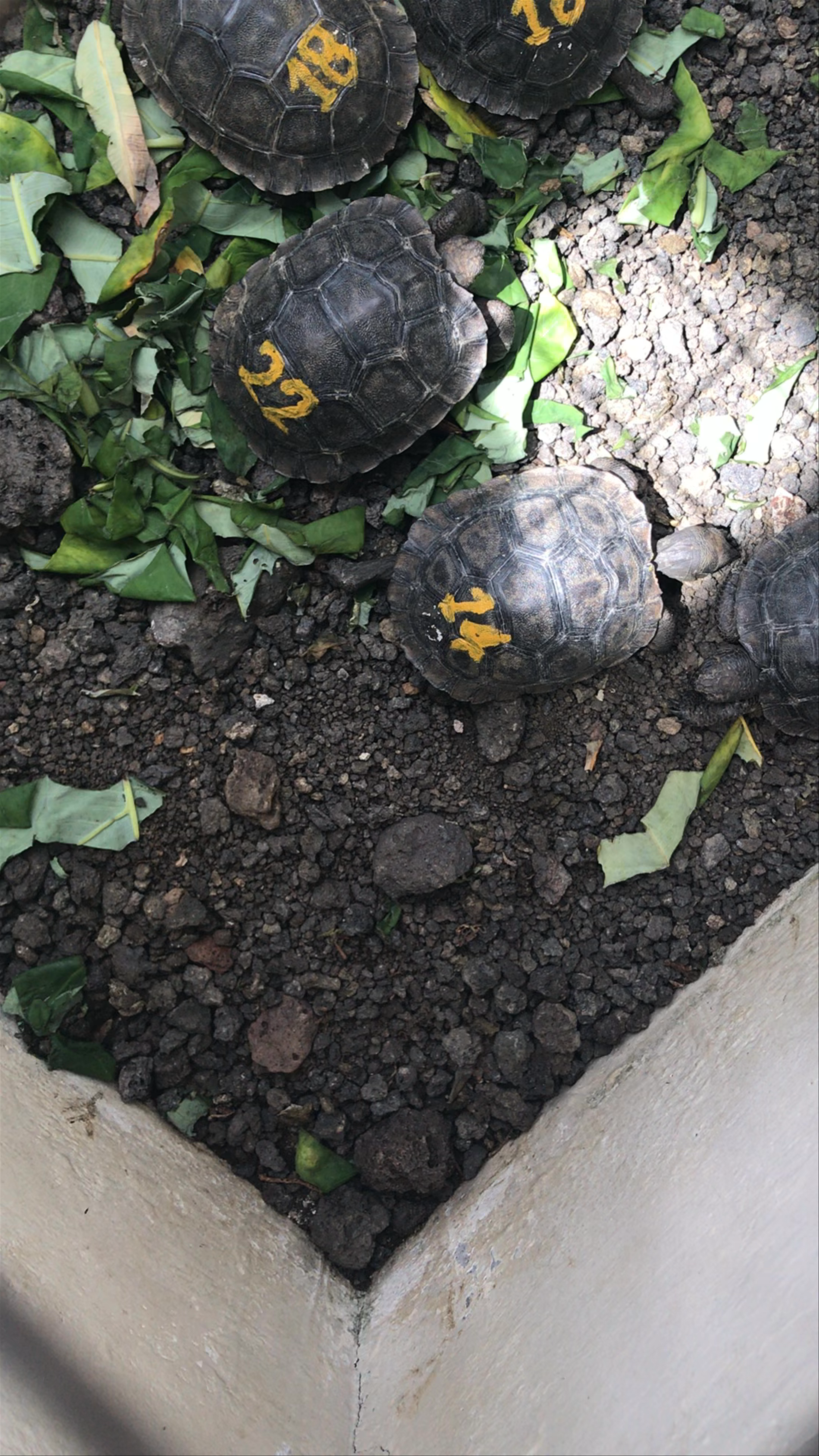 Galápagos Giant Tortoise Hatchlings at San Cristobal