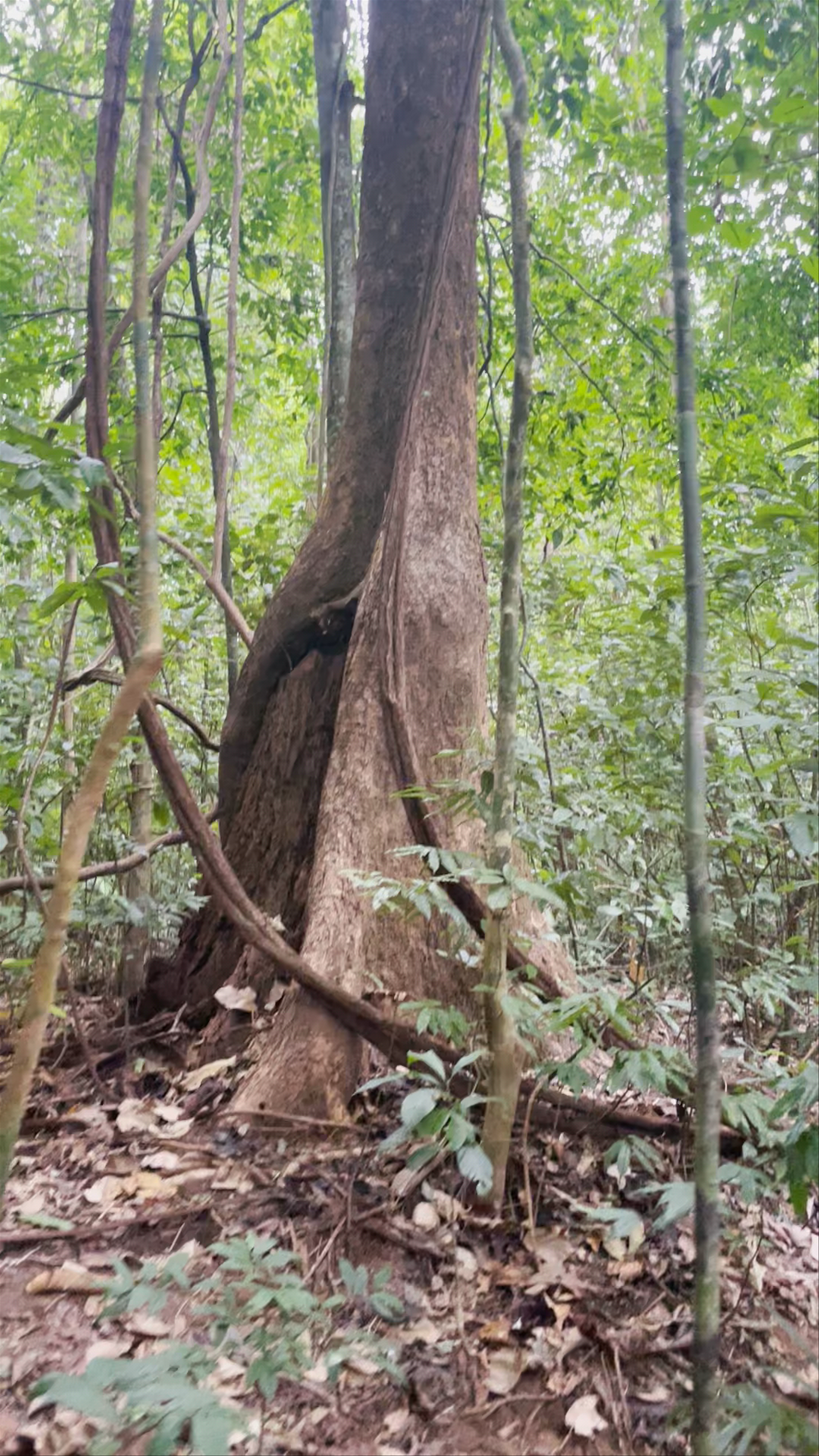 Khao Sok National Park