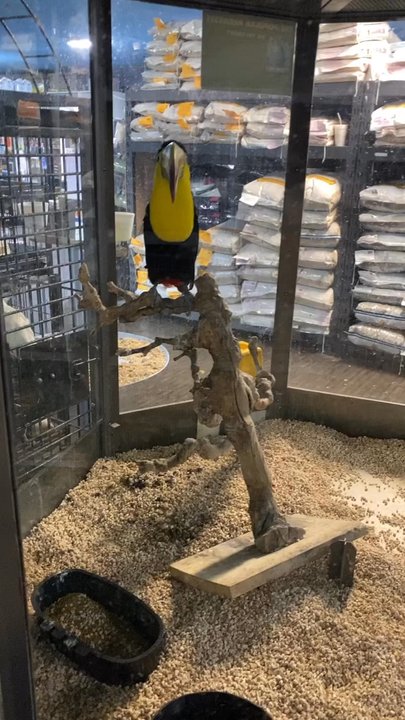 Buddie's Pet Shop - Birds inside - Pet Stores Near Me - Bloomington, California