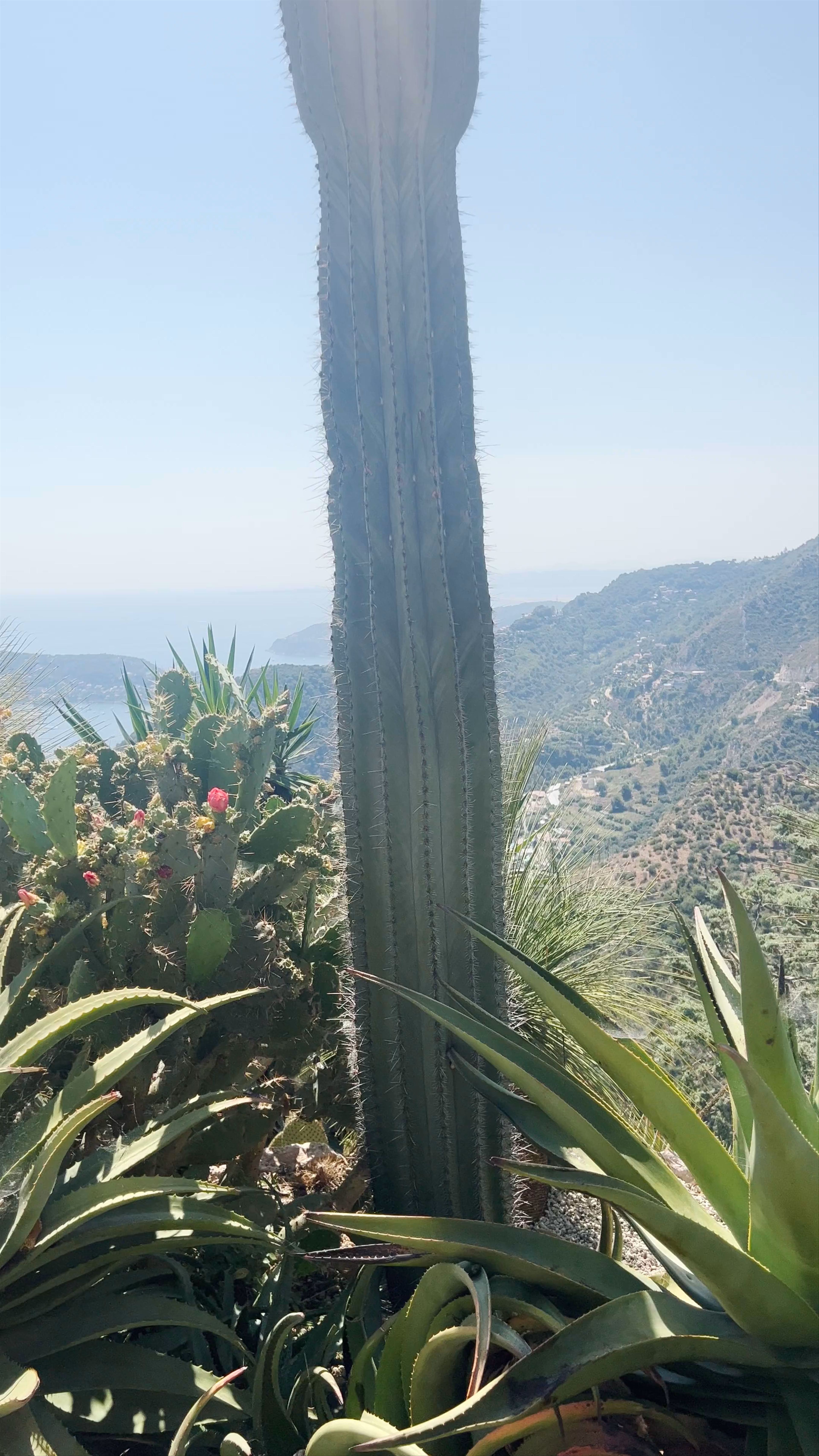 Le Jardin Exotique: Mediterranean Cactus Gardens of Èze, France