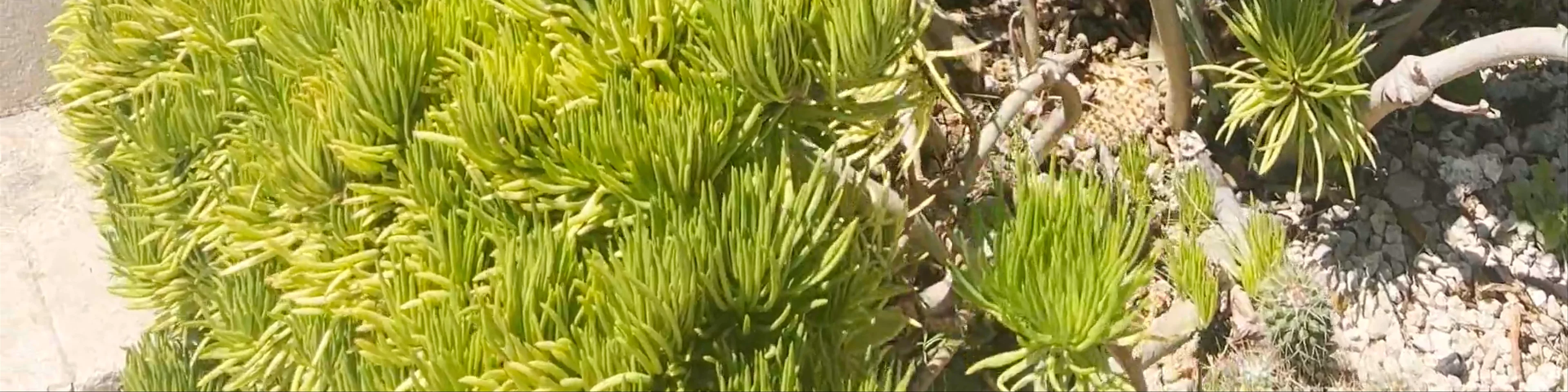 Le Jardin Exotique
