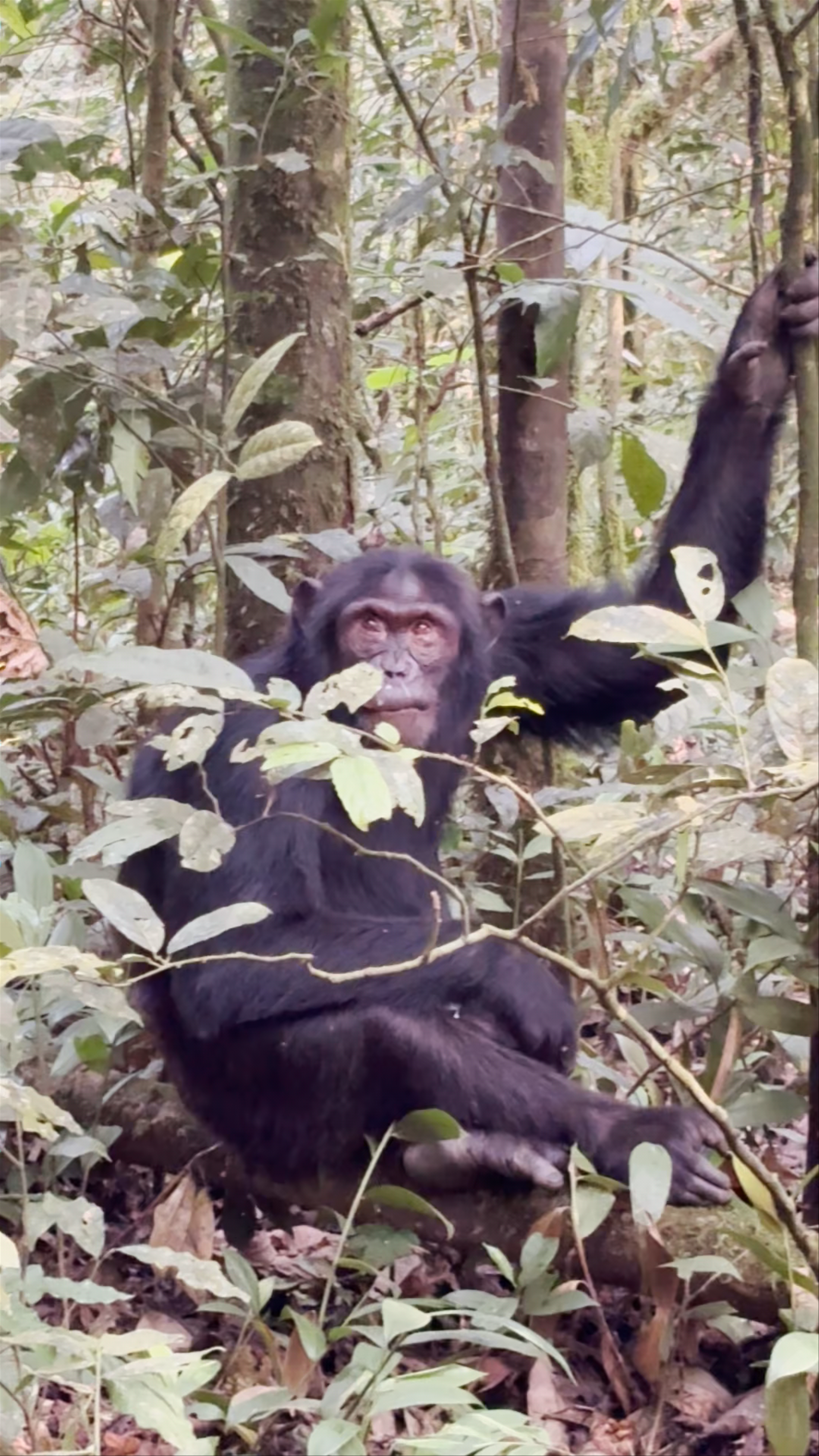 Chimp Trekking Check In